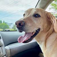 Yellow lab puppy in front seat of car